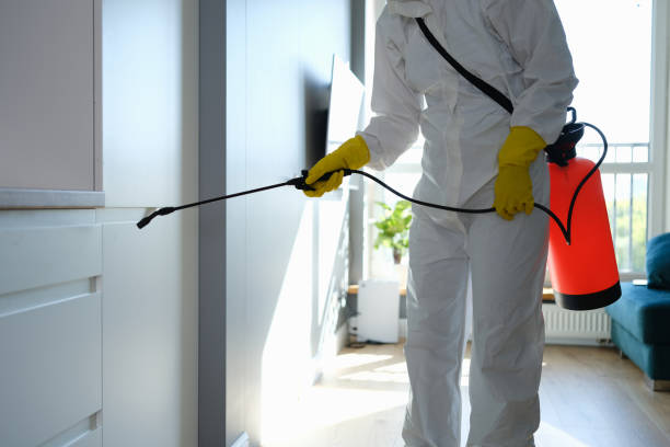 Trusted Oak Park, IL Mold Removal Experts