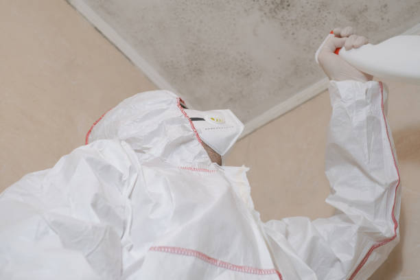 Best Black Mold Removal  in Oak Park, IL