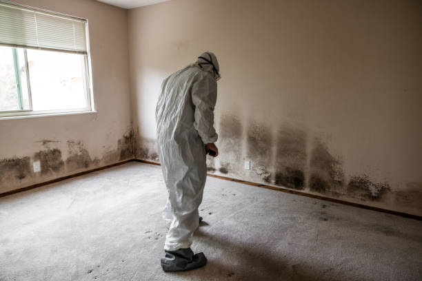 Home Mold Removal in Oak Park, IL