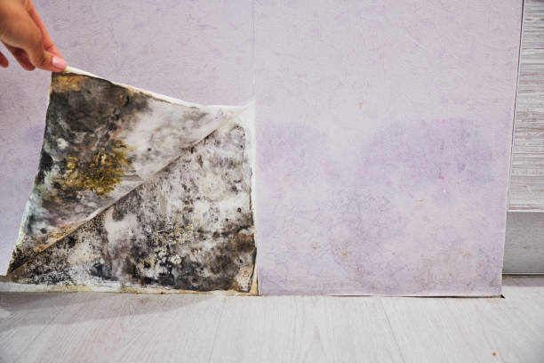 Best Attic Mold Removal  in Oak Park, IL